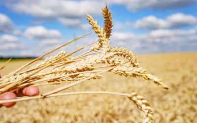 AM: újabb intézkedések az ukrán gabonadömping megfékezése érdekében