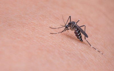 A csípőszúnyogok feltérképezésében kérik a lakosság segítségét