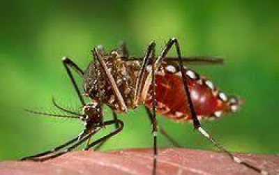 Ötezer hektáron folytatódik a biológiai szúnyoggyérítés