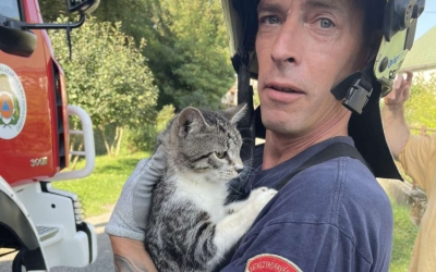 Kútból mentettek ki egy macskát az ajkai tűzoltók