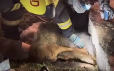 A tapasztalt tűzoltók is megdöbbentek - Két, egymással összekötözött kutyát mentettek ki egy betongyűrűből